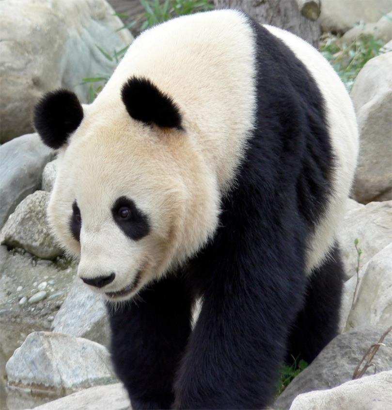 panda