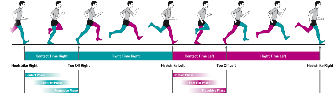 Illustration of the phases of running.