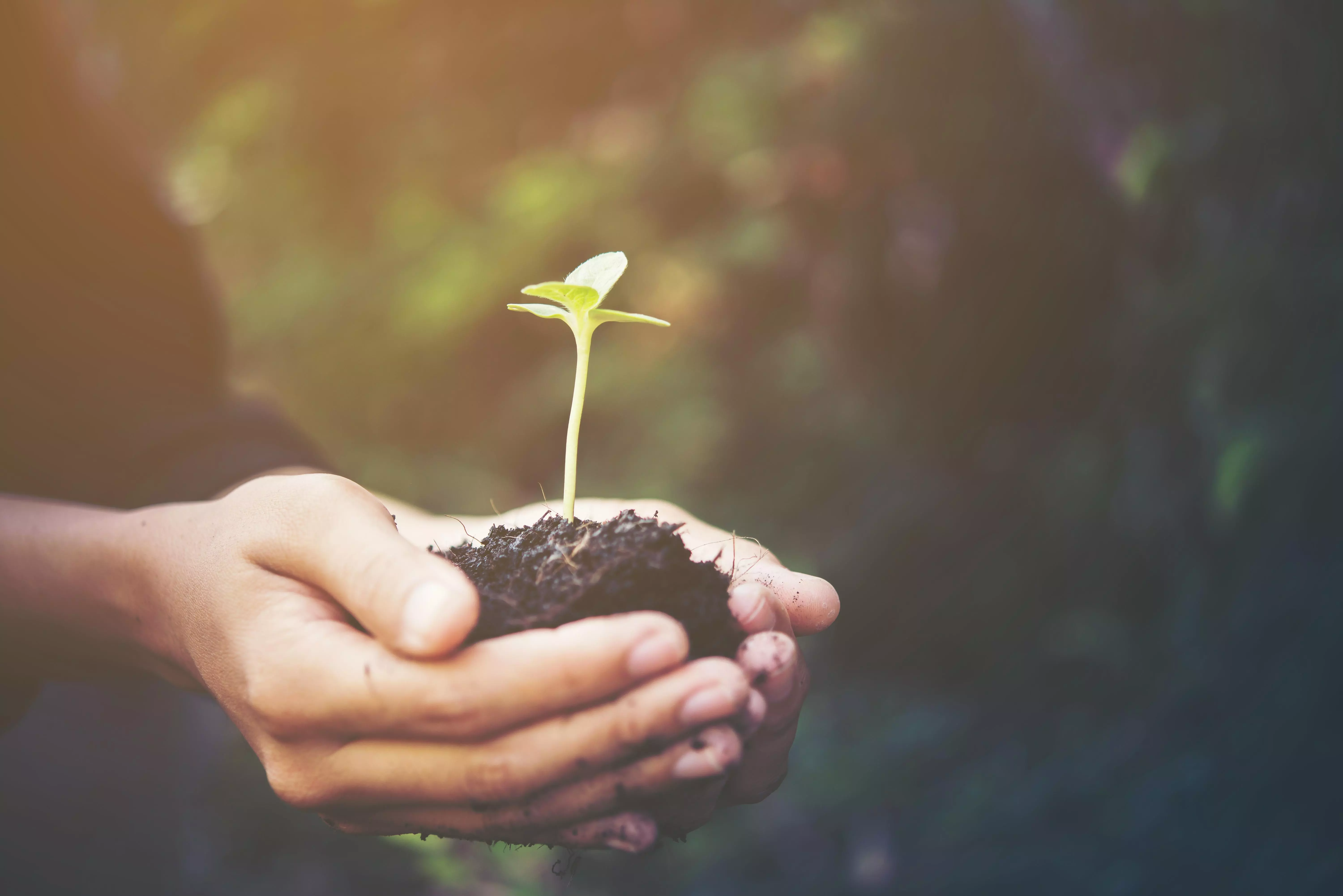 Photo of a person's hands cupped together holding some soil with a seedling growing strongly towards bright sunshine